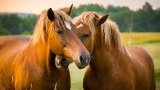 CHEVAUX ET PONEYS
